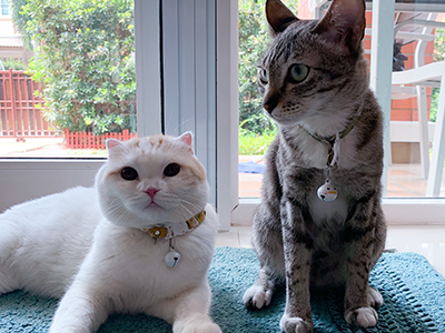 ปนัสยา สิทธิจิรวัฒนกุล